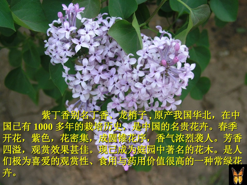 一株紫丁香 _第2页