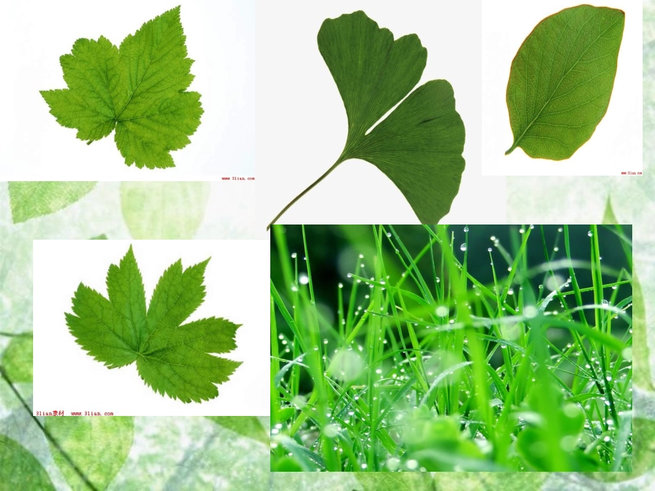 小学科学三年级上册植物的叶_第2页