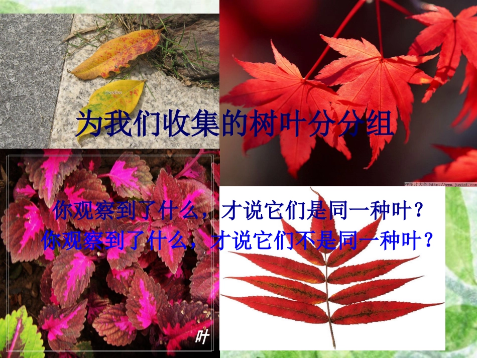 小学科学三年级上册植物的叶_第3页