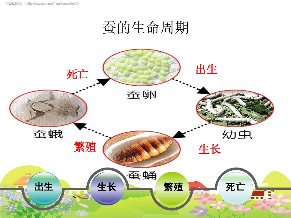 2-6、其他动物的生命周期_第2页