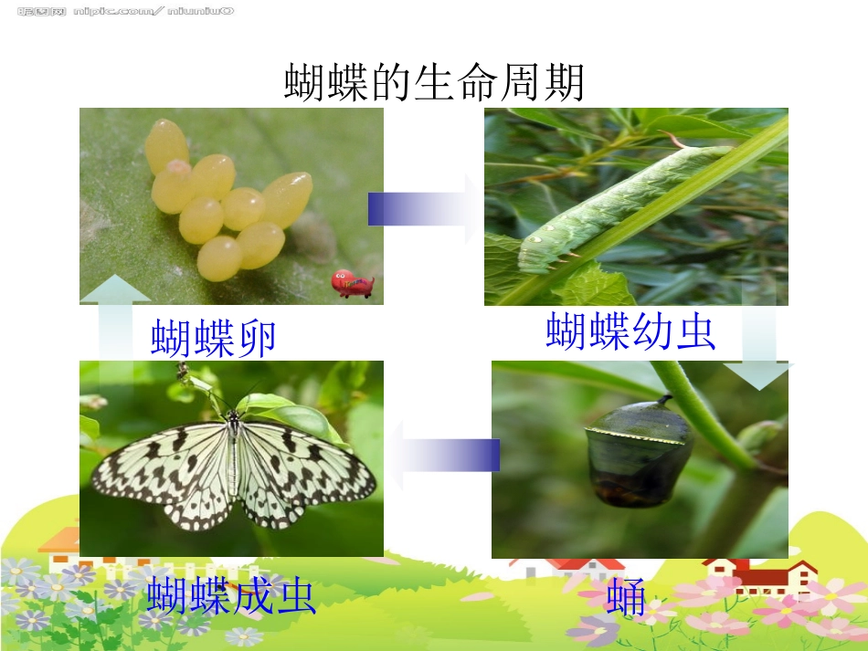 2-6、其他动物的生命周期_第3页