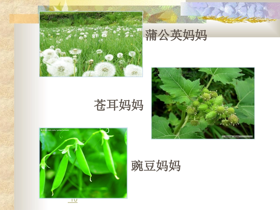 植物妈妈有办法课件_第3页