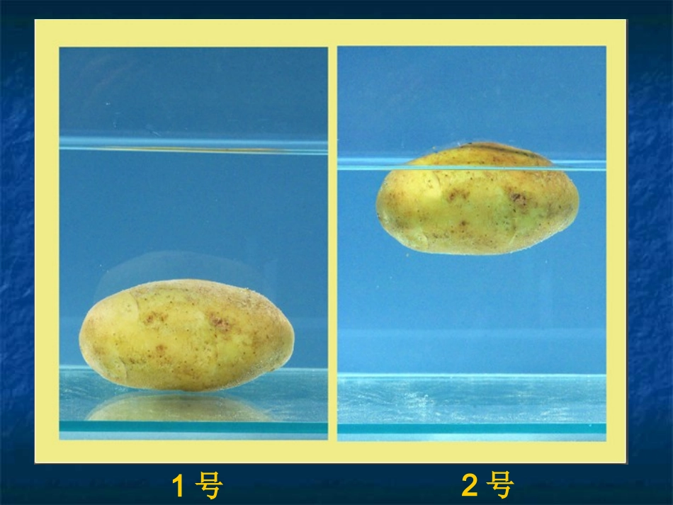 1.7马铃薯在液体中的沉浮_第2页
