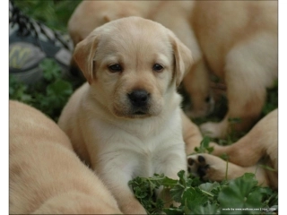 高清可爱狗狗打包下载4