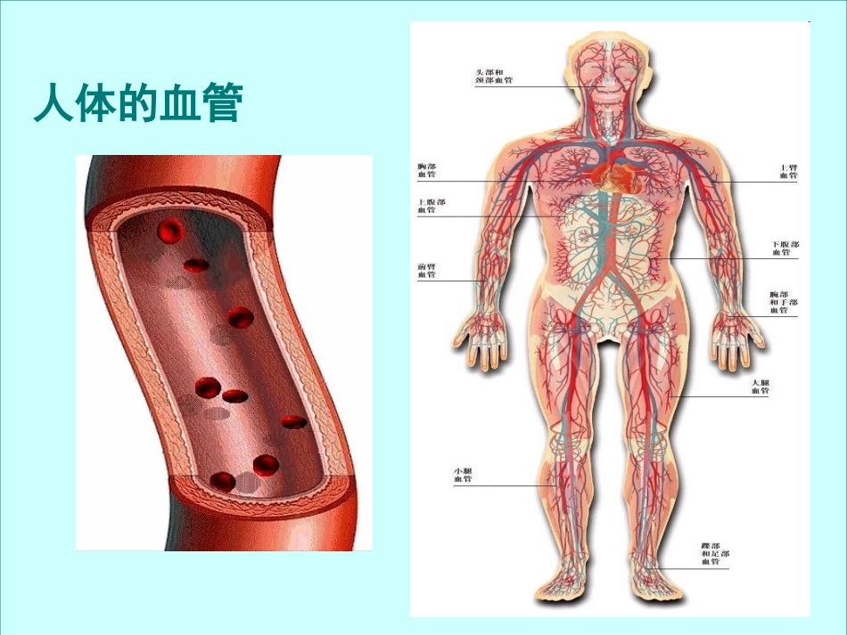 血流的管道-血管(完整版)_第2页