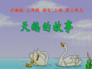 小学语文三年级课件-天鹅的故事-沪教版