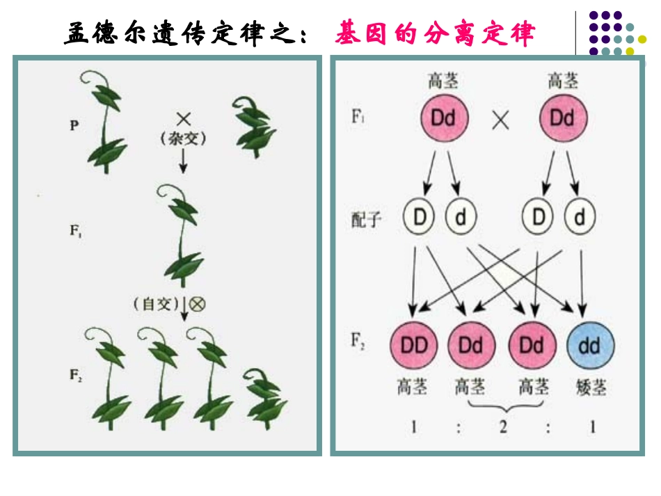 2018-基因在染色体上_第3页