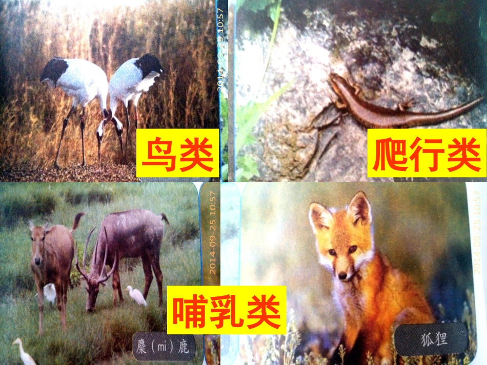 人教2011版小学数学三年级三位数加三位数_第3页