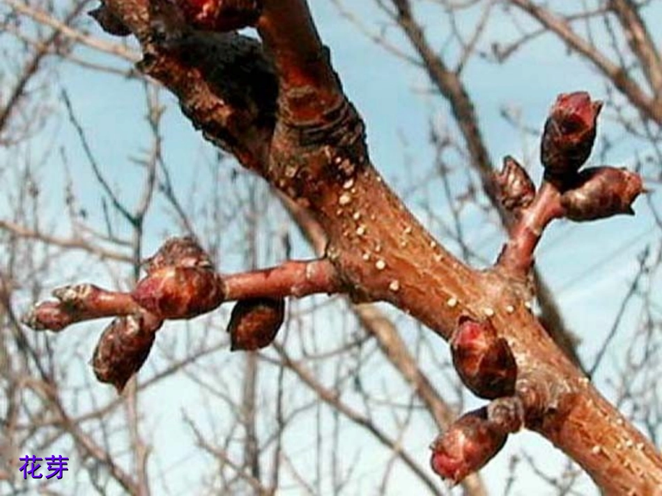 七年级---生物开花和结果_第2页