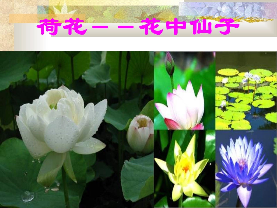 七年级---生物开花和结果_第3页