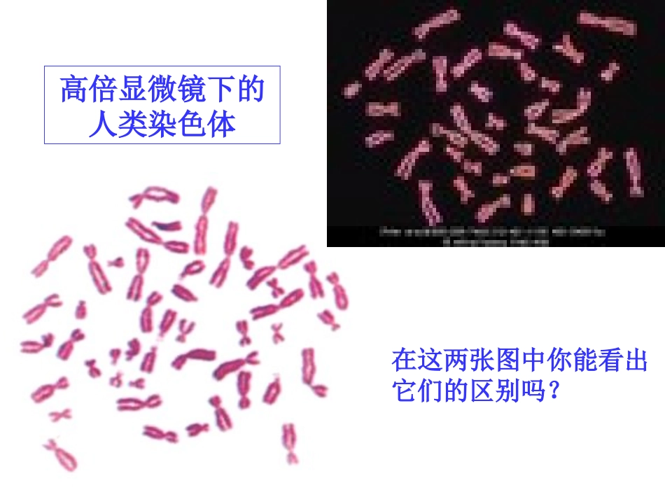 伴性遗传 (2)_第3页