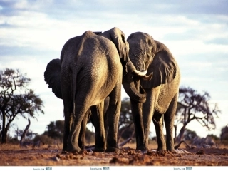 最后一头战象课件[1]