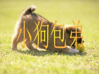 《小狗包弟》课件