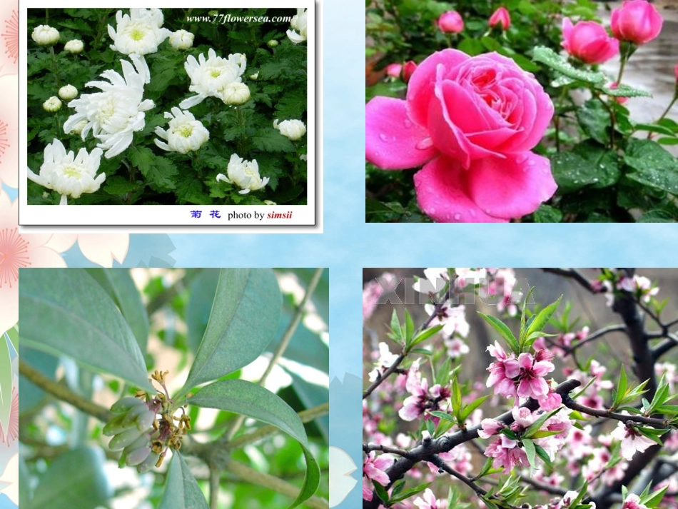 三年级13《花钟》ppt课件_第2页