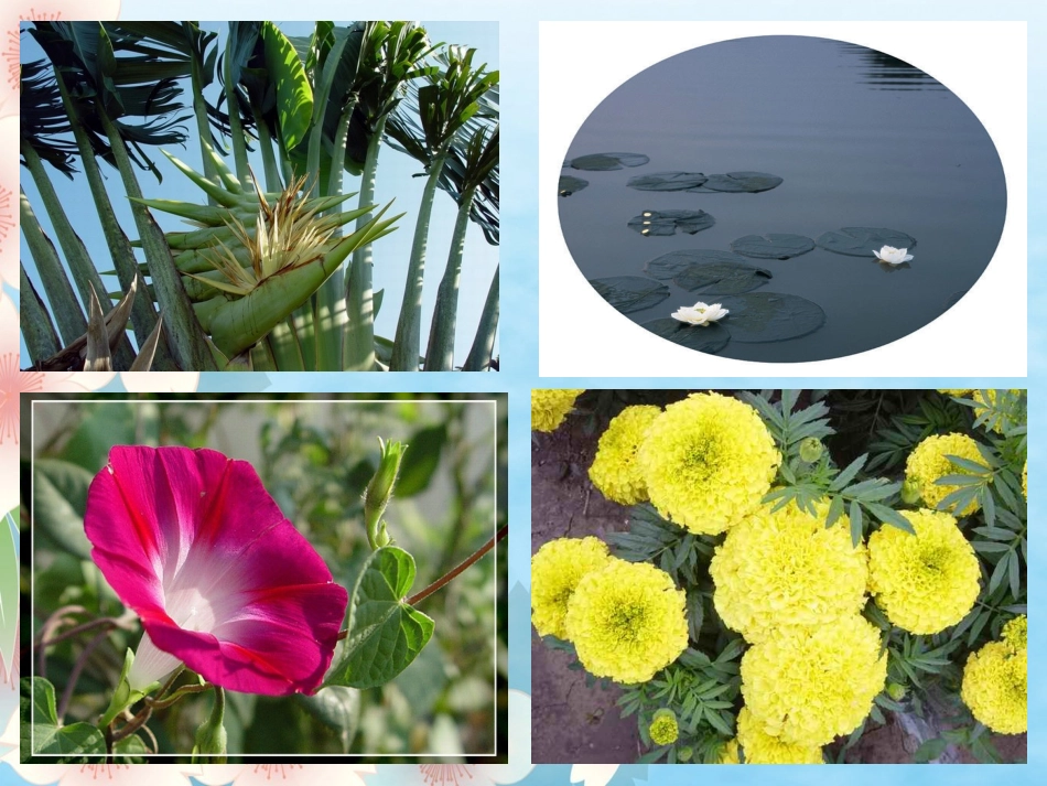 三年级13《花钟》ppt课件_第3页