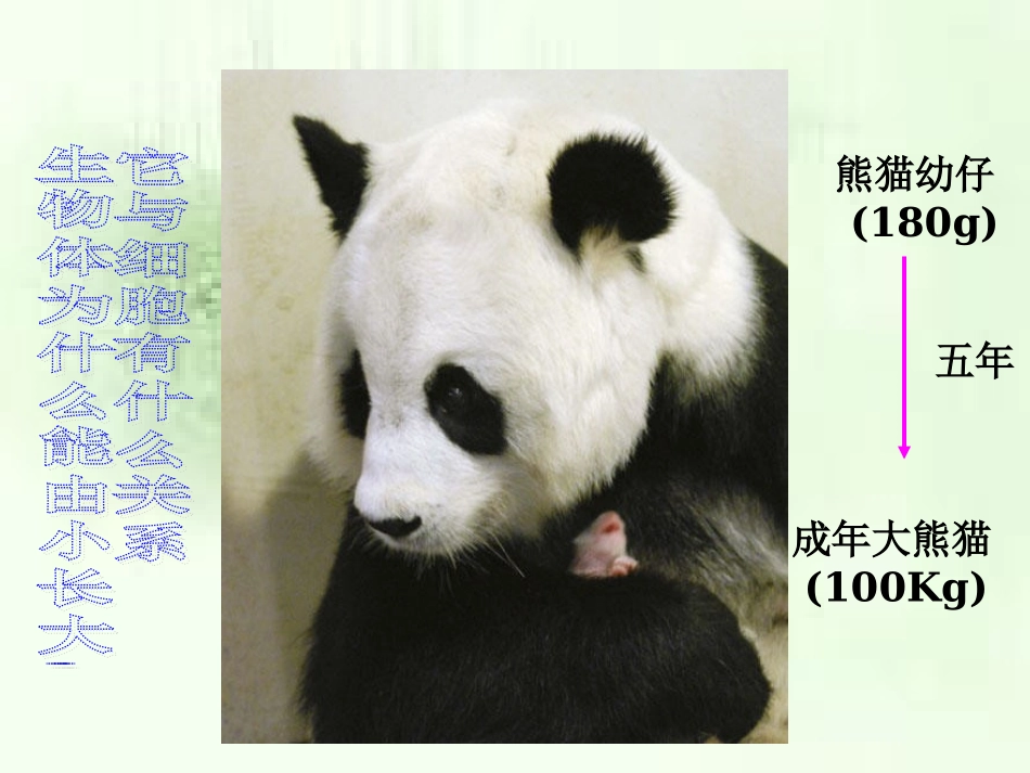 《第三节-细胞分裂与分化》课件2_第2页