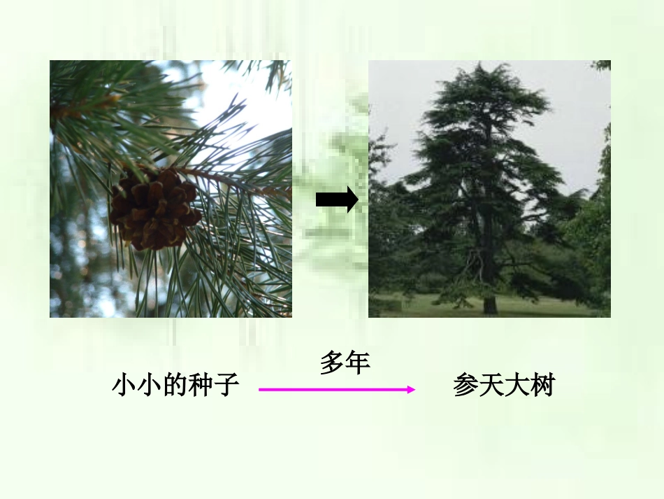 《第三节-细胞分裂与分化》课件2_第3页