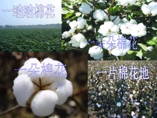 (部编)人教语文2011课标版一年级下册棉花姑娘第二课时-(7)