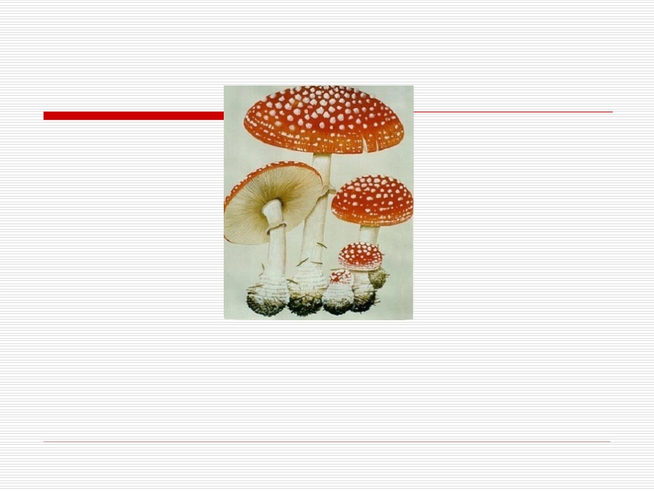 《蘑菇该奖给谁》课件_第2页