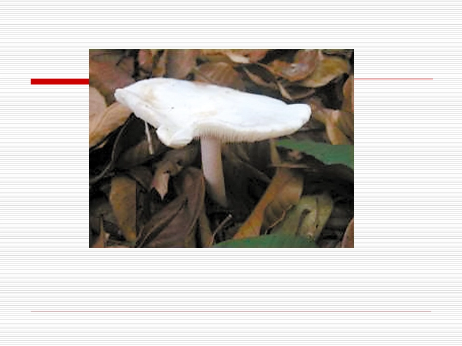 《蘑菇该奖给谁》课件_第3页