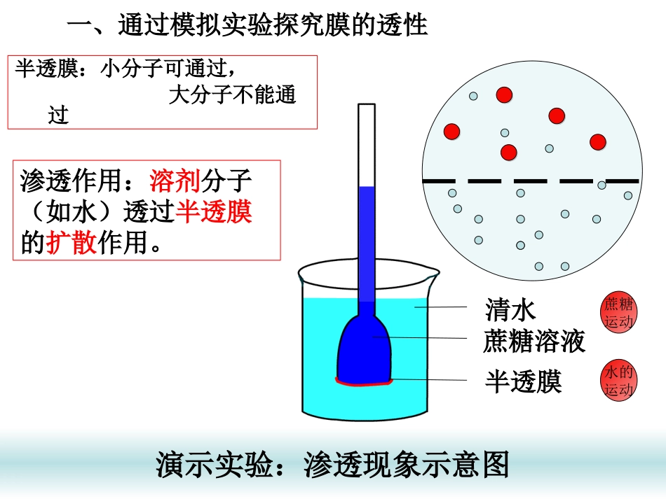 784.1物质跨膜运输的实例_第2页