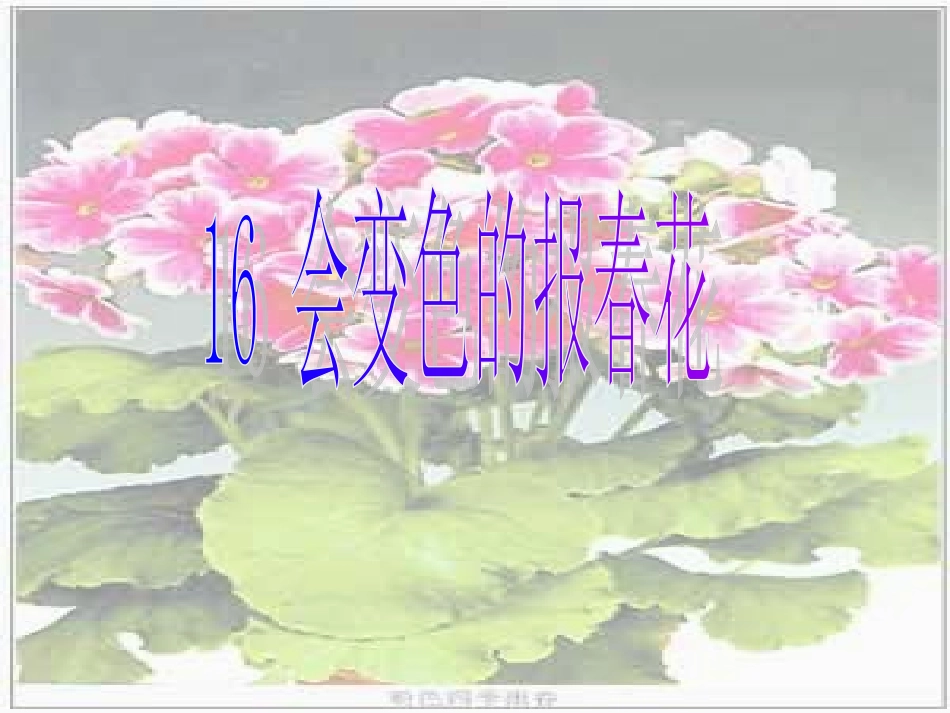 《会变色的报春花》课件_第2页
