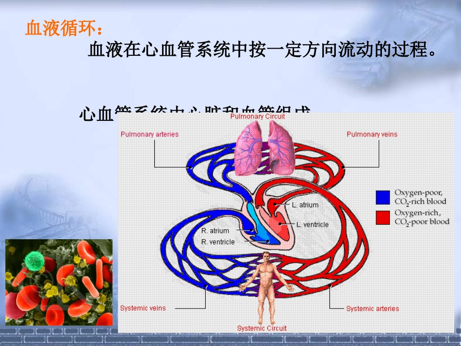 心脏的生物电活动_第2页