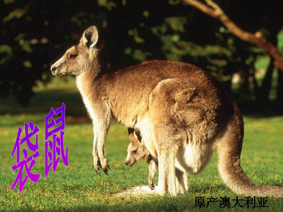 三年级音乐课件——剪羊毛_第2页