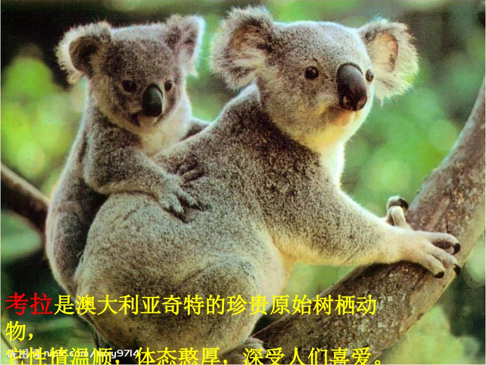三年级音乐课件——剪羊毛_第3页