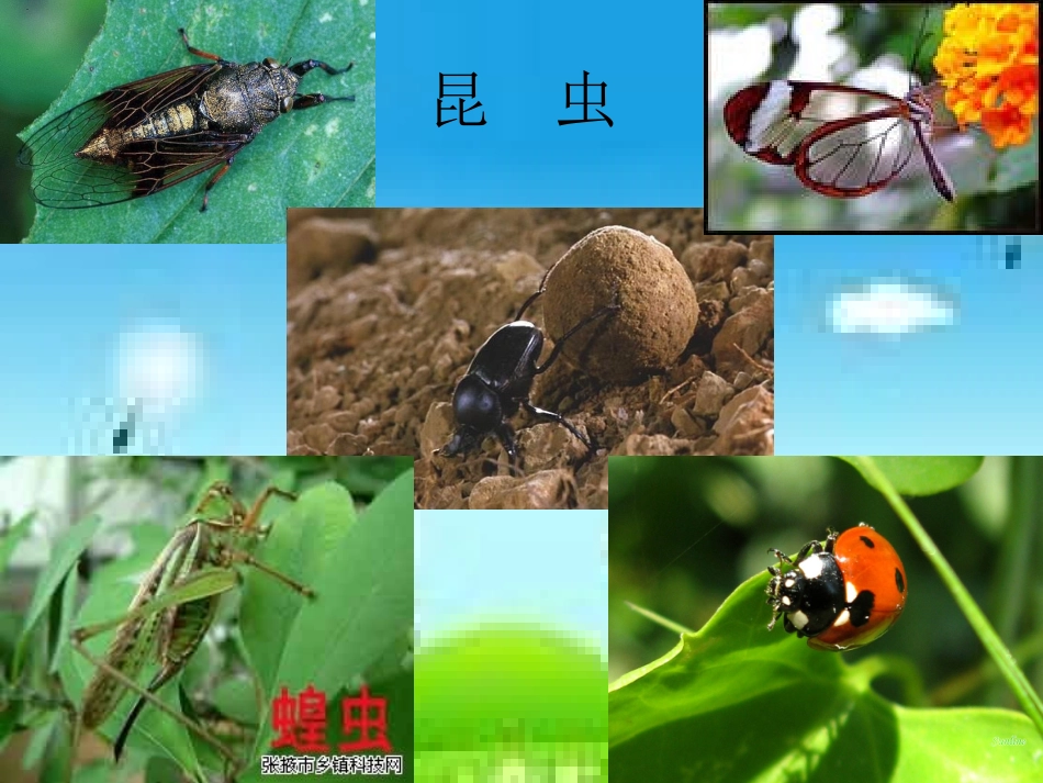 16我喜欢昆虫_第1页