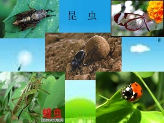 16我喜欢昆虫