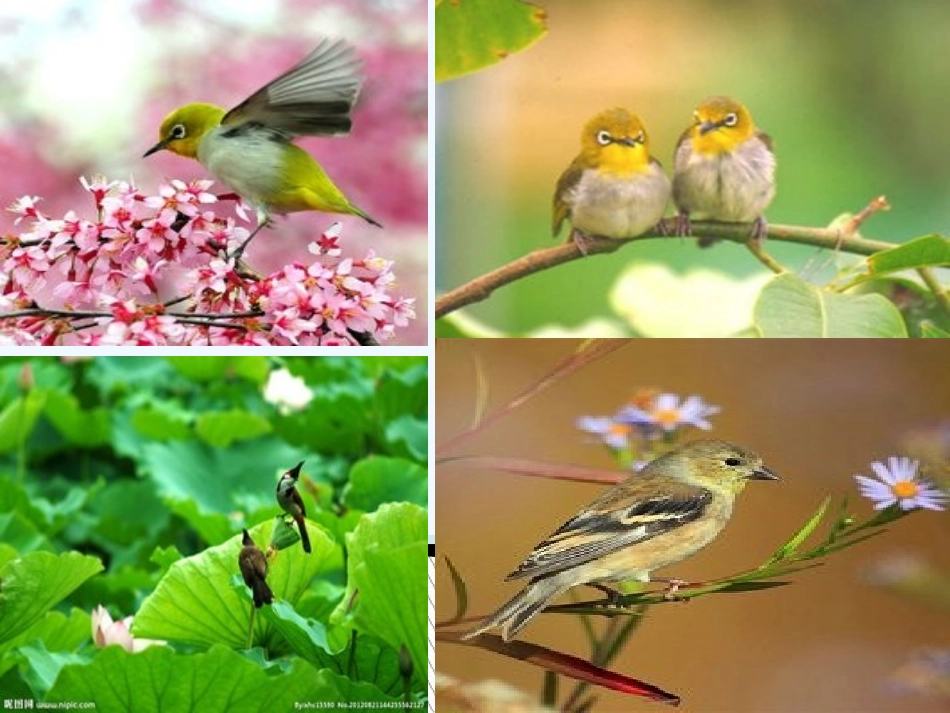 (部编)初中语文人教2011课标版七年级上册鸟-(5)_第1页