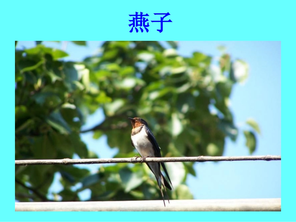 《灰椋鸟》课件3_第1页