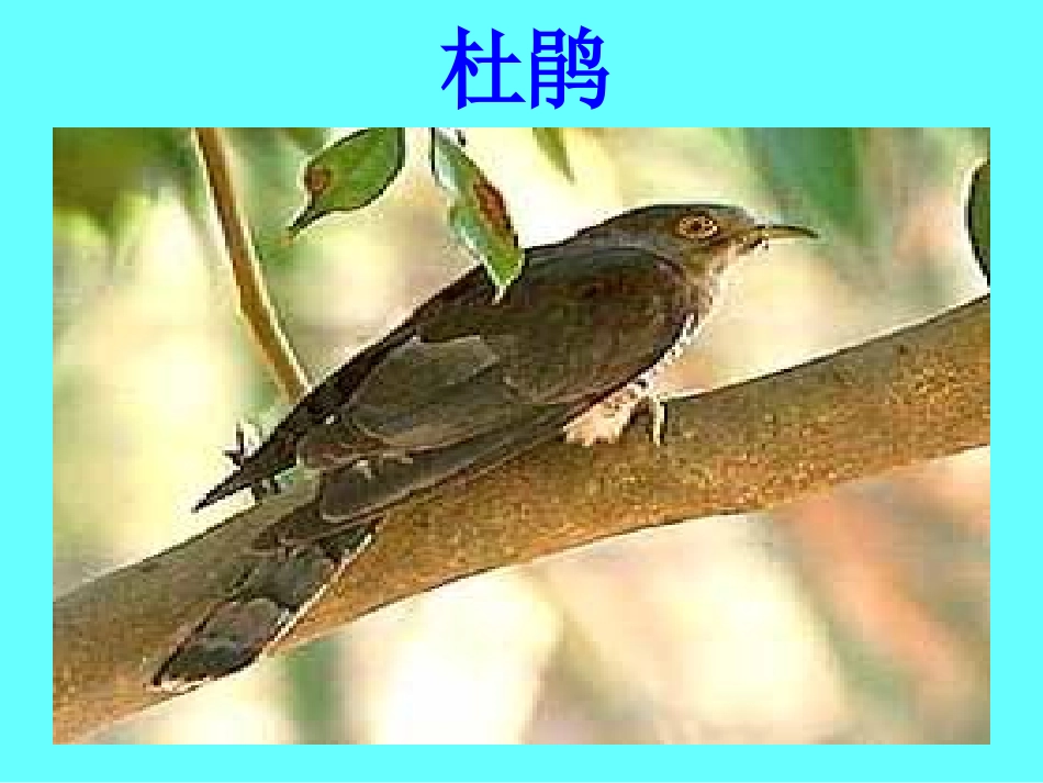 《灰椋鸟》课件3_第3页