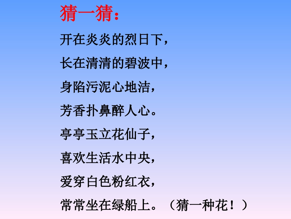 3.荷花PPT课件_第1页