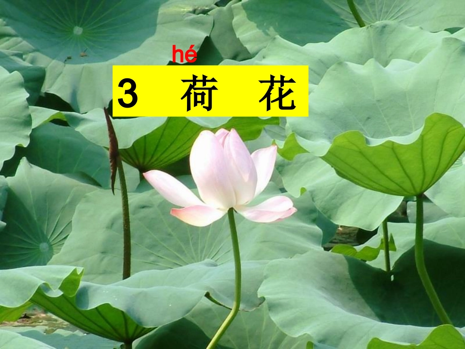 3.荷花PPT课件_第3页