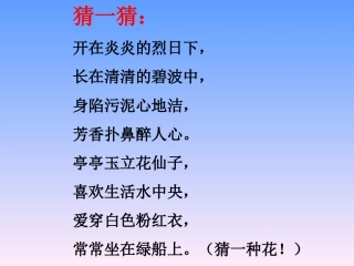 3.荷花PPT课件