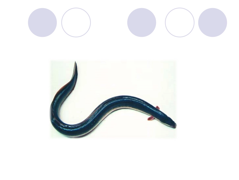 《捉蟹》课件2_第3页