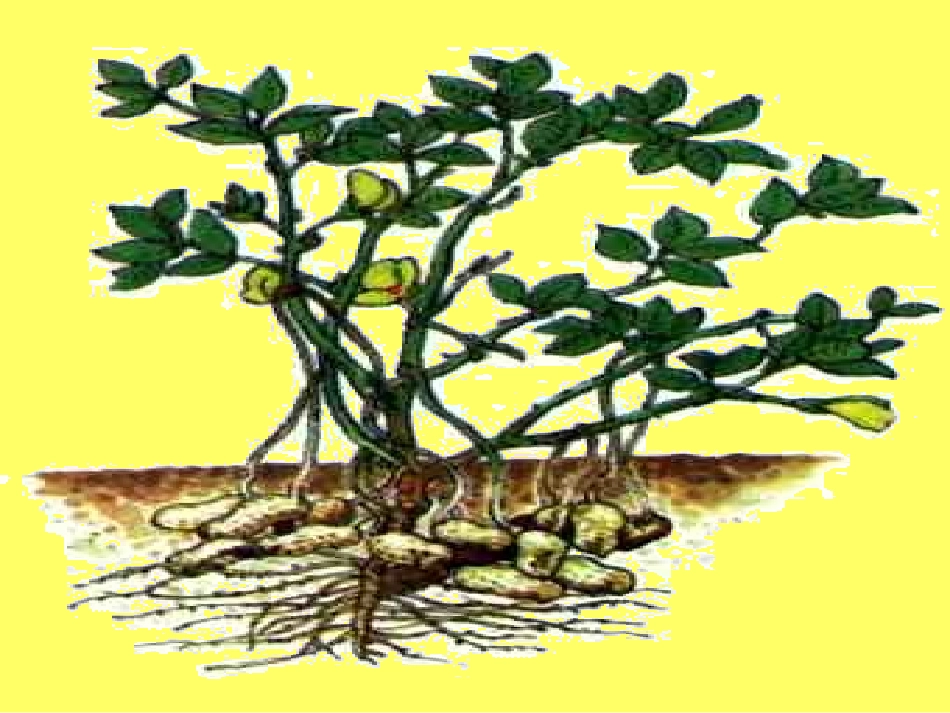 15第三轮《落花生》1-461340_第1页