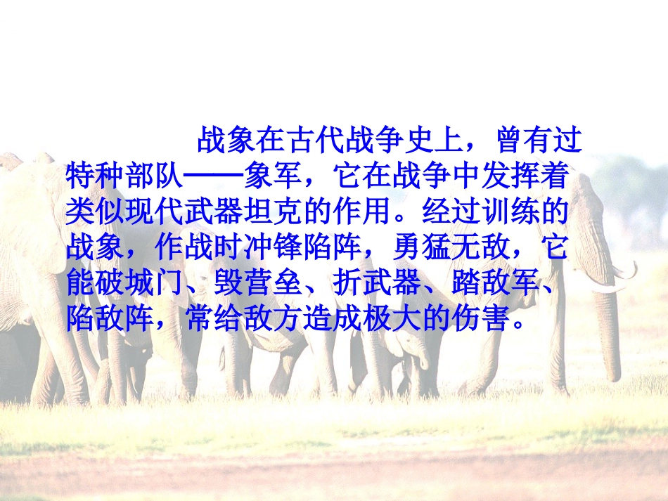 最后一头战象PPT_第2页