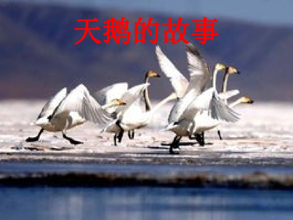 《天鹅的故事》_第1页