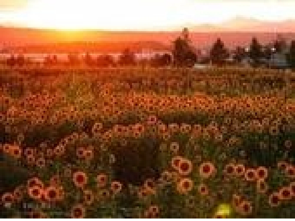 骑牛比赛-(2)_第3页