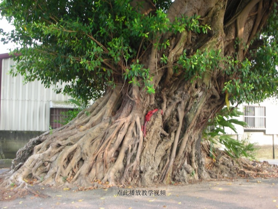 《老树的故事》_第2页