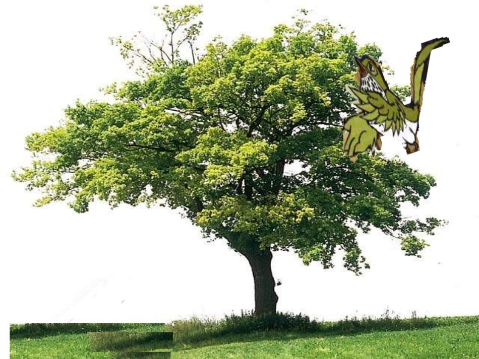 去年的树·公开课课件_第3页