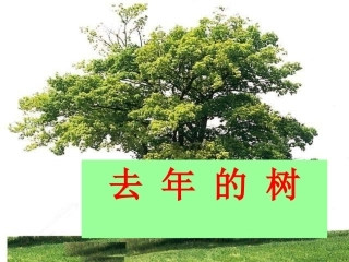 去年的树·公开课课件