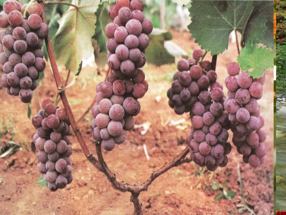 12听听秋的声音_第1页