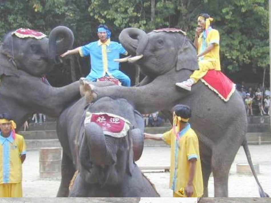 美丽的西双版纳1_第1页