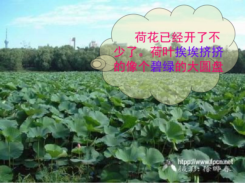 《荷花》课件【7页】_第3页
