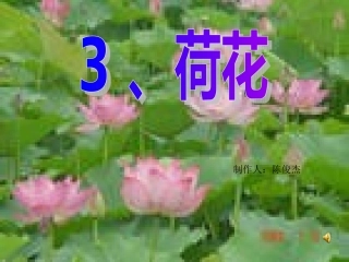 《荷花》课件【7页】