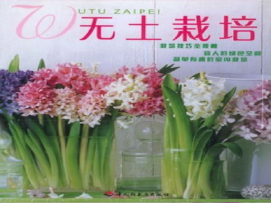 劳动与技术《无土栽培》_第1页